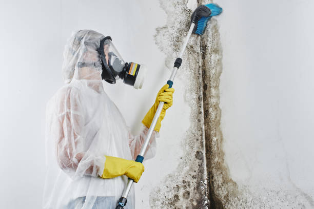 Professional Mold Removal in Batesville, TX